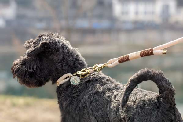 Apple, schnauzer naine, en balade avec un ensemble collier et laisse de la marque Rosi Dogs.