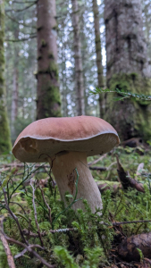 Champignon de la famille des cèpes dans une forêt autour de Lyon