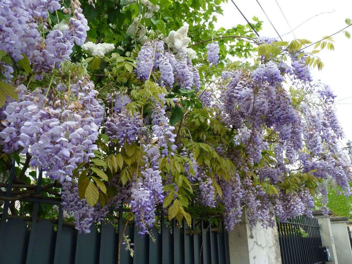 Les Glycines de Montrchat, lors du festival des Glycines © Assiciation Les Jardins de Montchat